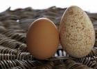 Индюшиные яйца: польза и вред, калорийность и рецепты приготовления