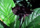Такка из семян Такка шантрье черная лилия летучая мышь